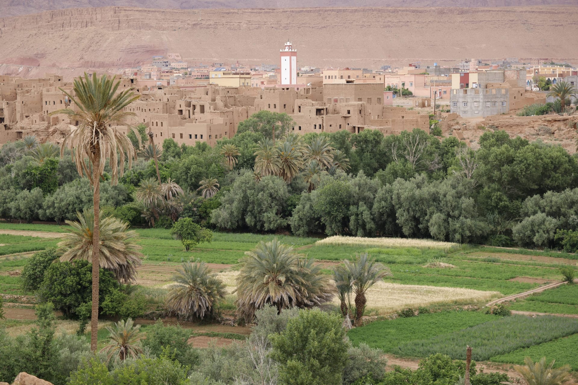 A Moroccan town surrounded by palm groves and greenery