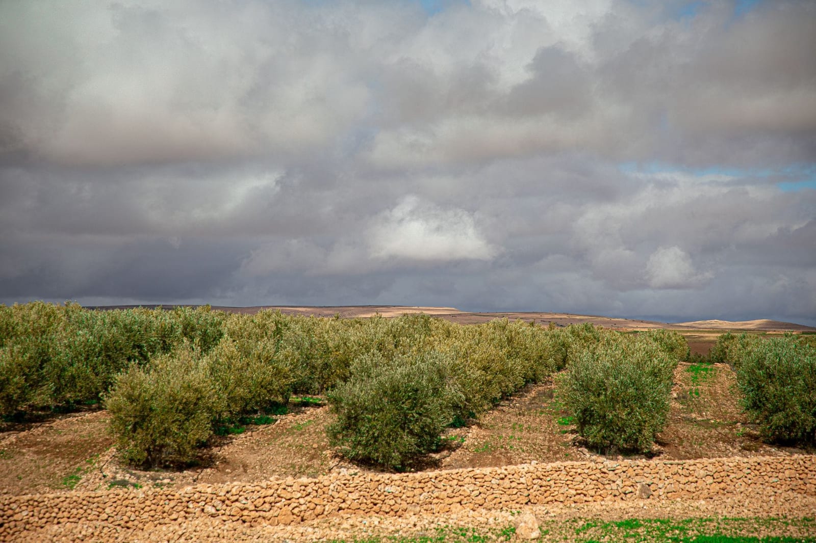 Arganiers à travers les plaines vertes au sud de l'Atlas