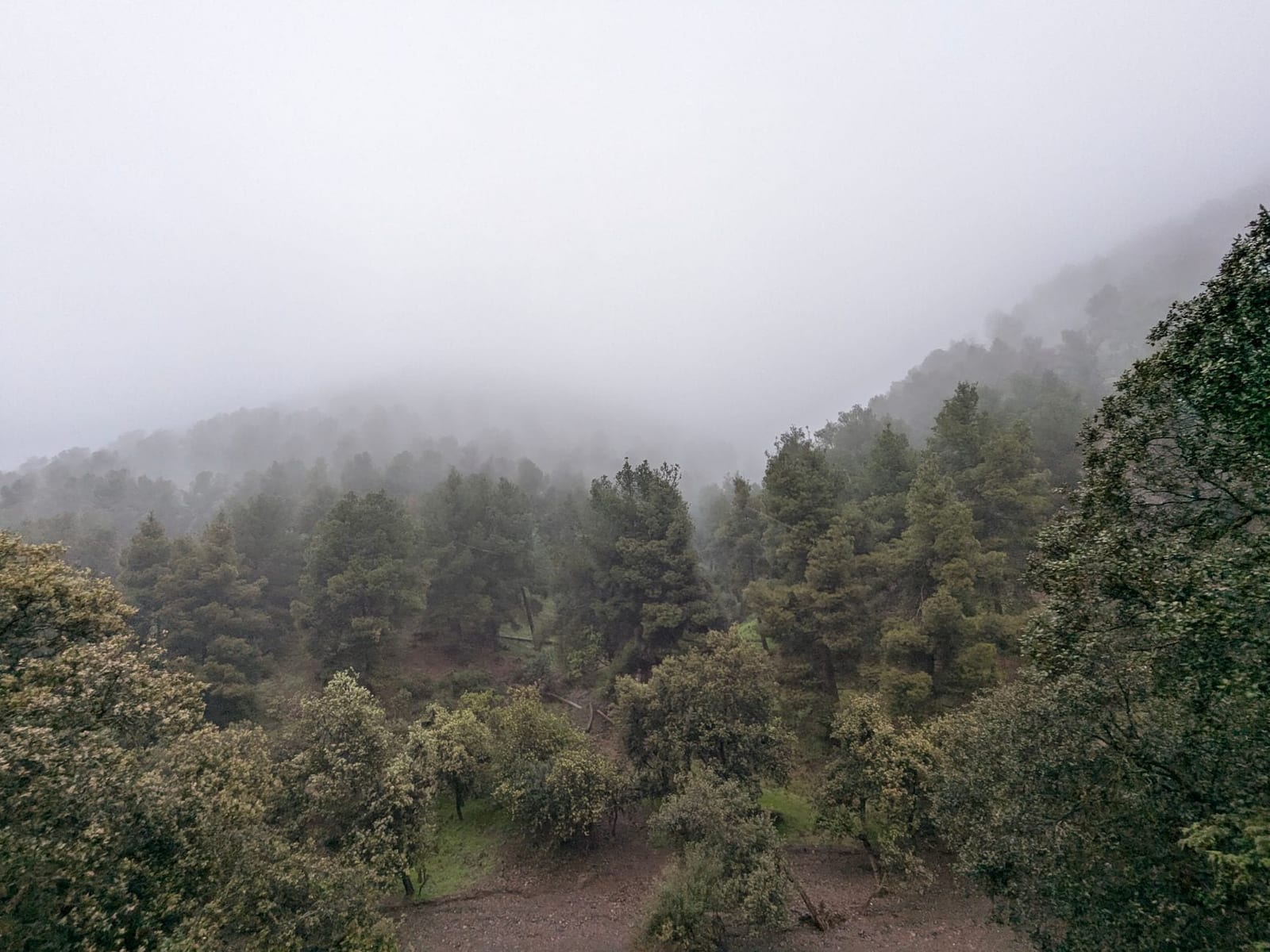 Cedar forest on a green slope of the High Atlas