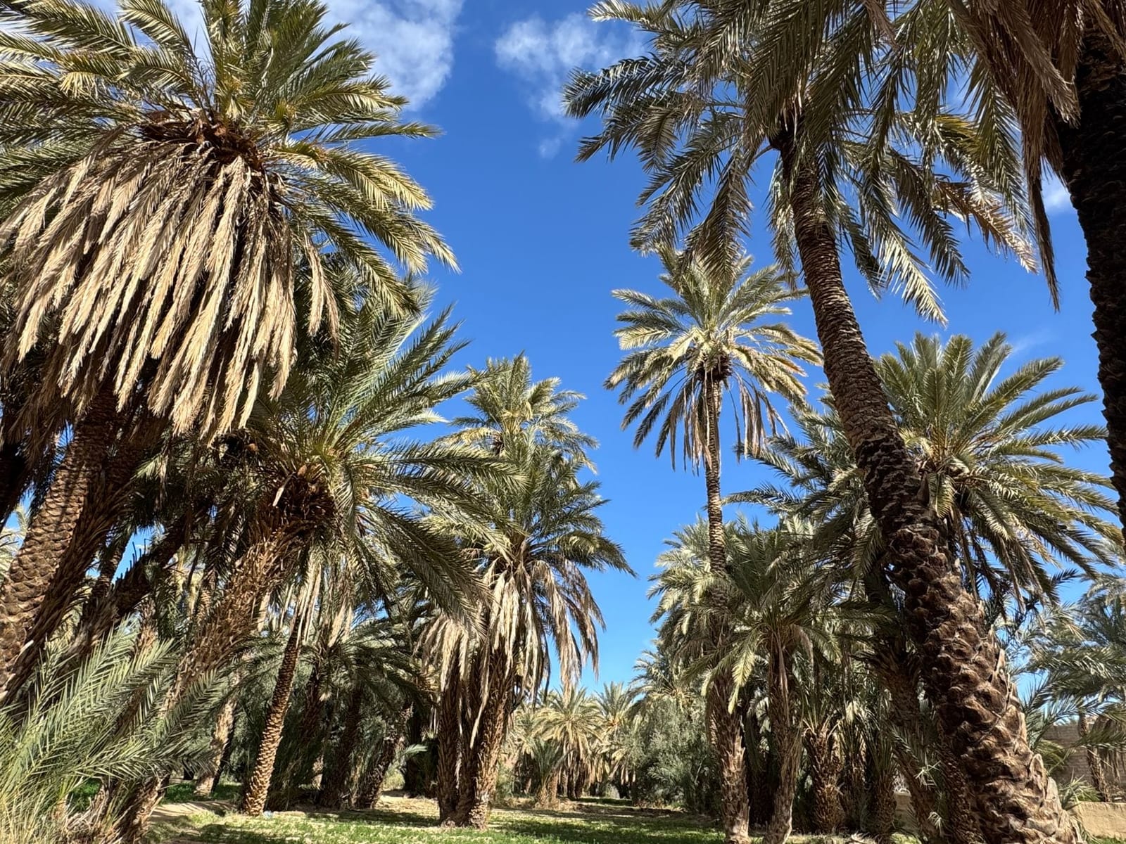 Giardini-oasi irrigati tra le palme del Drâa