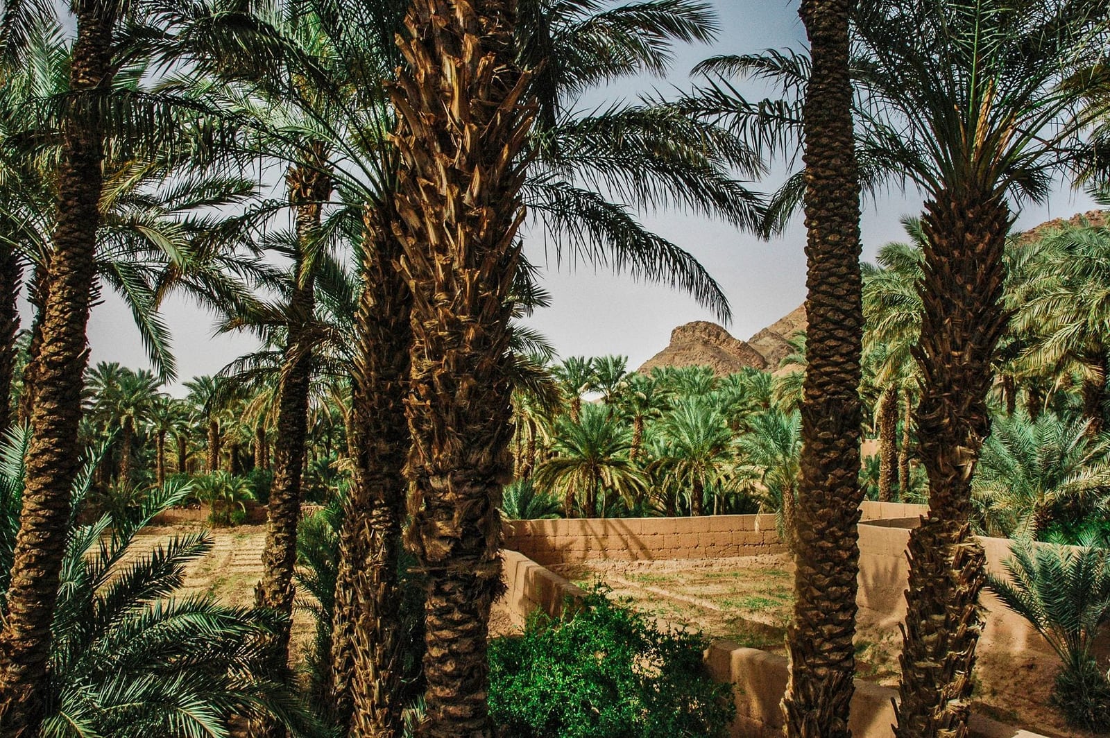 Un sentier sinueux à travers une oasis marocaine de dattiers