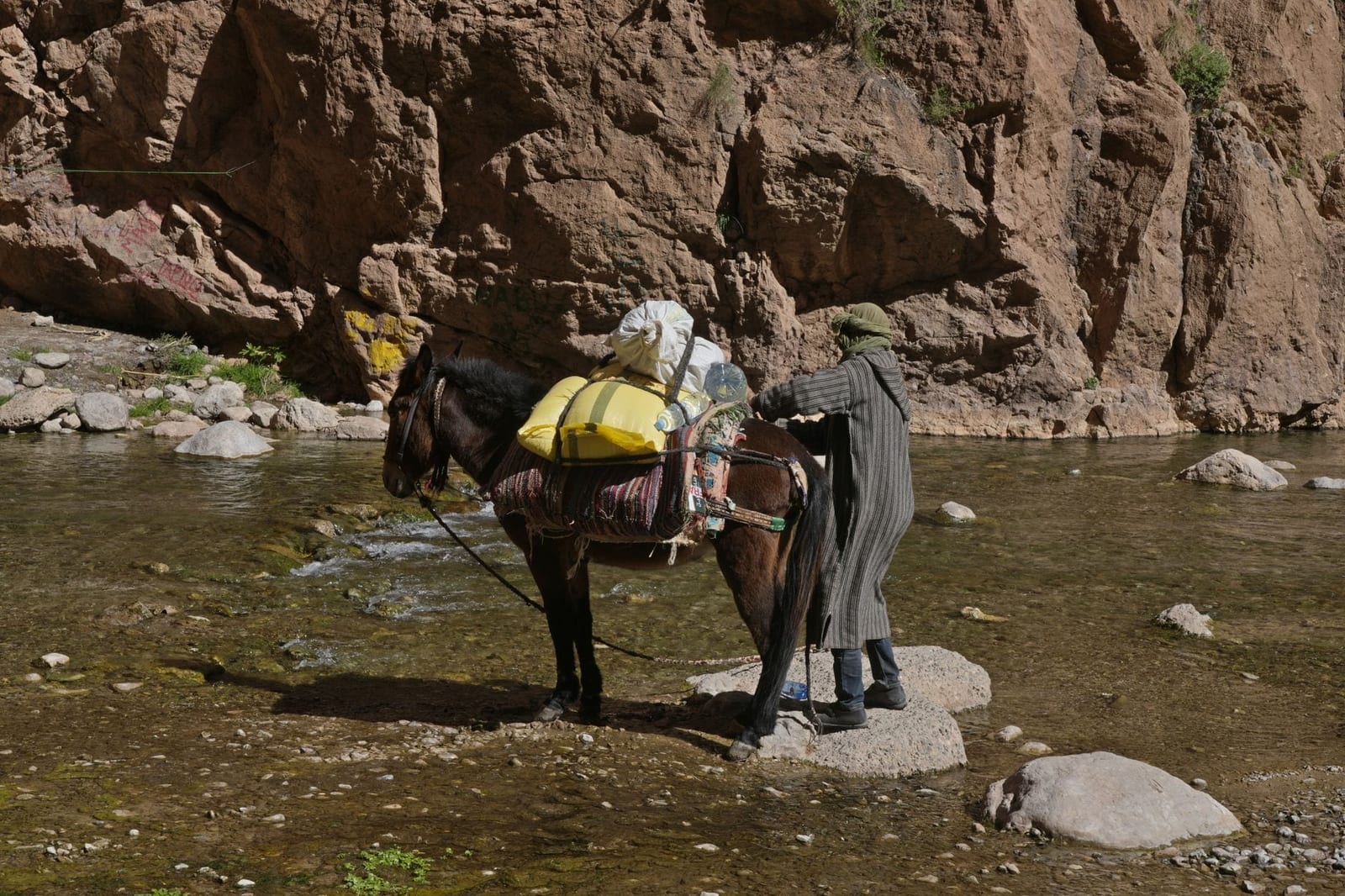 Una guida che conduce un mulo da soma lungo il fiume a Tinghir