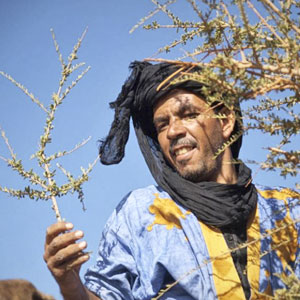Bild von Tour-Begleiter Naji beim Überprüfen der Flora und Fauna in der Saharawüste